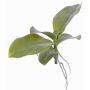 Foglie di orchidea artificiale PRIMUS, radici aeree, 19x34cm