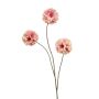 Scabiosa a stella artificiale DESIRIO, rosa pesca, 75 cm