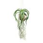 Tillandsia artificiale GRISPU in cocco, verde, 65 cm