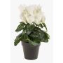 Ciclamino finto HEIDI in vaso decorativo, crema, 25cm, Ø5-8cm