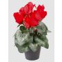 Ciclamino finto HEIDI in vaso decorativo, rosso, 25cm, Ø5-8cm