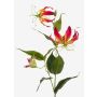 Gloriosa superba artificiale FUJITA, fucsia-giallo, 80cm, Ø15cm