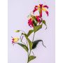Gloriosa superba artificiale FUJITA, fucsia-giallo, 80cm, Ø15cm