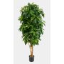 Schefflera artificiale MADDISON, tronchi naturali, difficilmente infiammabile, verde, 170cm