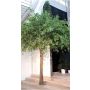 Albero di schefflera artificiale TRACY, tronco vero, verde, 400cm