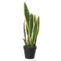 Sansevieria decorativa CASTIEL, fioriera, verde-giallo, 50cm