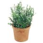 Pianta decorativa di timo SUNNIVA con fiori, vaso decorativo, verde-bianco, 13cm
