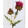 Cardo artificiale TALISHA, rosa, 55cm