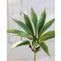 Agave artificiale UNATHI su stelo, verde, 25cm