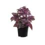Menta di plastica TSUKI, viola-bordeaux, 24cm