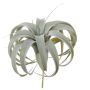 Tillandsia Xerographica decorativa KASTIEL, gambo, grigio-verde, 23cm