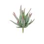 Agave decipiens artificiale KIANE, gambo, verde-grigio-rosso, 10cm