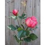 Rosa artificiale CARUSA, fucsia, 80cm, Ø8cm