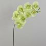 Orchidea Phalaenopsis sintetica AURELIA, crema-verde, 95cm, Ø10cm