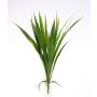 Hemerocallis finto RITA, gambo , radici aeree, verde, 40cm, Ø25cm