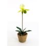 Orchidea Paphiopedilum artificiale VELANA, vaso di terracotta, crema-verde, 40cm