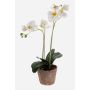 Phalaenopsis finta MINA in vaso terracotta, bianco, 45cm, Ø6-8cm