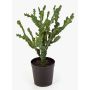Euphorbia artificiale TIKO, verde, 75cm