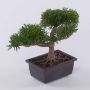 Bonsai artificiale di cedro ALVARI con radici, in ciotola decorativa, 20cm