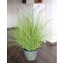 Pennisetum finto OVIDIO, pannocchie, vaso di zinco, verde, 115cm