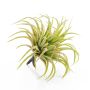 Tillandsia artificiale PENNY, su gambo, verde-rosso, 12cm, Ø10cm