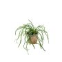 Rhipsalis artificiale HADRIAN, in vaso di terracotta, verde, 35cm