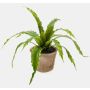 Felce asplenio finta FRANNY in vaso terracotta, verde, 30cm, Ø30cm