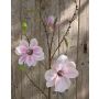 Ramo di magnolia decorativa FINAH, rosa, 90cm, Ø9-15cm
