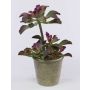 Echeveria artificiale SHAUNA in vaso decorativo, verde-viola, 40cm