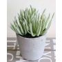 Pachyphytum longifolium artificiale SHERRI in vaso di cemento, grigio-verde, 20cm