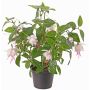 Fuchsia sintetica THAYNARA, con fiori, rosa pallido, 30cm, Ø5cm