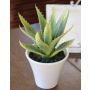 Aloe Vera artificiale ROSALINA in vaso di ceramica, verde, 21cm