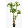 Polyscia sintetica FILARO, tronchi artificiali, verde, 135cm