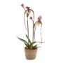 Orchidea scarpetta di venere CORINA in vaso di terracotta, viola-verde, 65cm