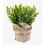 Pungitopo finto VITUS, in sacco di juta , verde, 22cm, Ø24cm