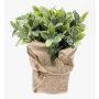 Salvia finta VITUS, in sacco di juta , verde-bianco, 20cm, Ø22cm
