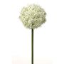 Fiore di allium artificiale SAMARA, bianco-verde, 75cm, Ø12cm