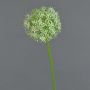 Fiore di allium artificiale SAMARA, crema, 75cm, Ø12cm