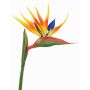 Strelizia finta LATIFA, arancione-viola, 80cm, 17x20cm