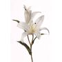 Giglio casablanca JOLANDA, crema, 75cm
