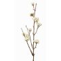 Callicarpa bodinieri finta LARINA, con bacche, crema, 50cm