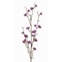Callicarpa bodinieri finta LARINA, con bacche, viola, 70cm