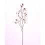 Rosa corymbifera finta EDITH, con frutti, rosso, 110cm