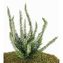 Erica artificiale IMKE su stelo, crema, 25cm, Ø1cm