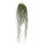 Tillandsia pensile finta LITA, gambo zona trasversale, verde 75cm