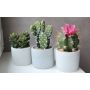 Succulente artificiali KATIA in vaso di cemento, 3 pezzi, multicolore, 12-16cm