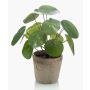 Pilea peperomioides artificiale SYBIL in vaso di terracotta, verde, 20cm