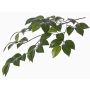 Ramo di camelia artificiale RAVEN, verde, 70cm