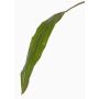 Foglia di cordilinea artificiale ELARA, verde, 90cm