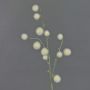 Allium artificiale EMRAH, crema, 80cm, Ø2-4cm